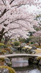 Soft Zen