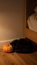 Black Pumpkin Nap