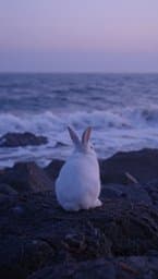 White Rabbit