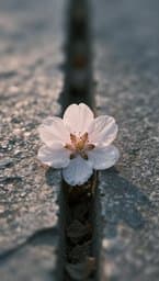 Dorcas: Minha Flor
