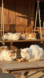 Fur Thieves