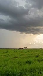 Groen Veld op Naroegas