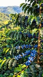Blue Cherries