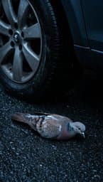 Tragedia de la Paloma