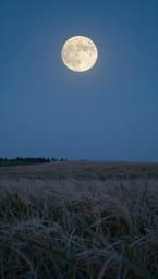 Moonlit Peace