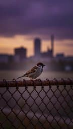 Sparrow's Hold