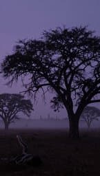 Shadows of the Pampas