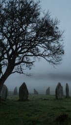 Misty Fen