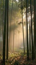 Bamboo Breath