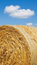Golden Bale