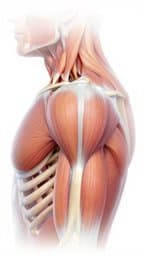 Anatomía del Hombro