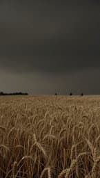 Steppe Night