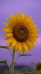 Purple Eyes and Yellow Sun