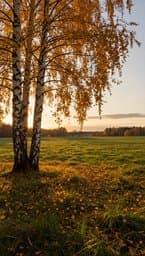 Björklöven I Skåne