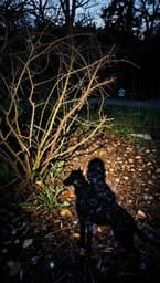 Garden of Scabbed Thorns