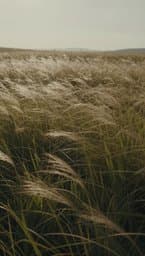 Gentle Breeze