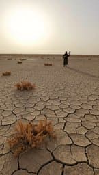 Withered Fields