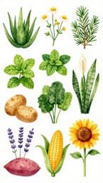 La Magia de las Plantas