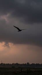 Wet Sky Bird