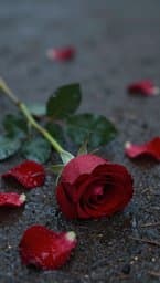 The Withered Rose